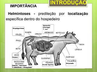 INTRODUÇÃO
IMPORTÂNCIA
Helmintoses - predileção por localização
específica dentro do hospedeiro
 