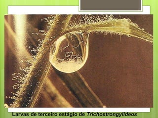 Larvas de terceiro estágio de Trichostrongylideos
 