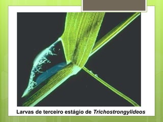 Larvas de terceiro estágio de Trichostrongylideos
 