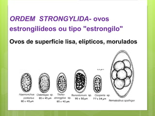ORDEM STRONGYLIDA- ovos
estrongilídeos ou tipo "estrongilo"
Ovos de superfície lisa, elípticos, morulados
 