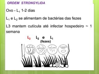 ORDEM STRONGYLIDA
Ovo - L1 1-2 dias
L1 e L2 se alimentam de bactérias das fezes
L3 mantem cutícula até infectar hospedeiro ~ 1
semana
L3 L2 e L1
(fezes)
 