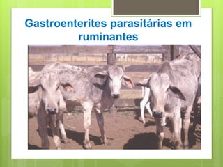 Gastroenterites parasitárias em
ruminantes
 