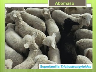 Abomaso
Superfamília:Trichostrongyloidea
 