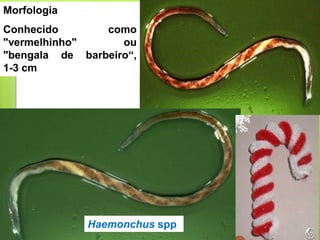 Morfologia
Conhecido como
"vermelhinho" ou
"bengala de barbeiro“,
1-3 cm
Haemonchus spp
 