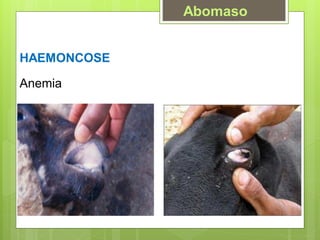 HAEMONCOSE
Anemia
Abomaso
 