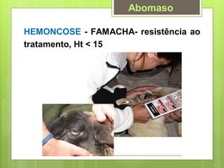 HEMONCOSE - FAMACHA- resistência ao
tratamento, Ht < 15
Abomaso
 