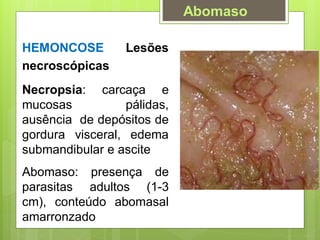 HEMONCOSE Lesões
necroscópicas
Necropsia: carcaça e
mucosas pálidas,
ausência de depósitos de
gordura visceral, edema
submandibular e ascite
Abomaso: presença de
parasitas adultos (1-3
cm), conteúdo abomasal
amarronzado
Abomaso
 