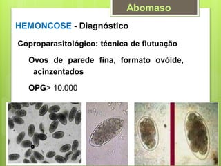 HEMONCOSE - Diagnóstico
Coproparasitológico: técnica de flutuação
Ovos de parede fina, formato ovóide,
acinzentados
OPG> 10.000
Abomaso
 