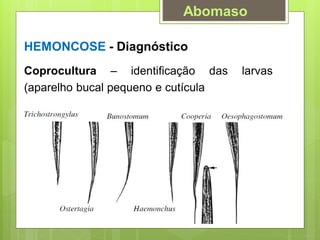 HEMONCOSE - Diagnóstico
Coprocultura – identificação das larvas
(aparelho bucal pequeno e cutícula
Abomaso
 