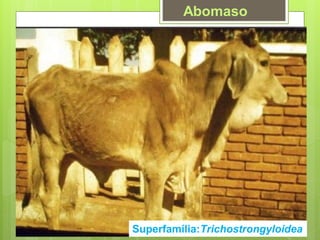 Abomaso
Superfamília:Trichostrongyloidea
 