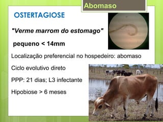 OSTERTAGIOSE
"Verme marrom do estomago"
pequeno < 14mm
Localização preferencial no hospedeiro: abomaso
Ciclo evolutivo direto
PPP: 21 dias; L3 infectante
Hipobiose > 6 meses
Abomaso
 