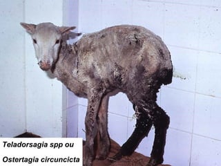 Teladorsagia spp ou
Ostertagia circuncicta
 