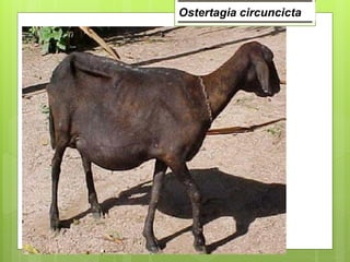 Ostertagia circuncicta
 