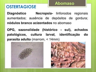 Diagnóstico Necropsia- linfonodos regionais
aumentados; ausência de depósitos de gordura;
nódulos branco acizentados no abomaso
OPG, sazonalidade (histórico - sul), achados
patológicos, cultura larval, identificação do
parasita adulto (marrom, < 14mm)-.
OSTERTAGIOSE
Abomaso
 