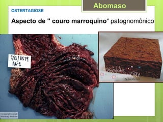 Aspecto de " couro marroquino“ patognomônico
OSTERTAGIOSE
Abomaso
 