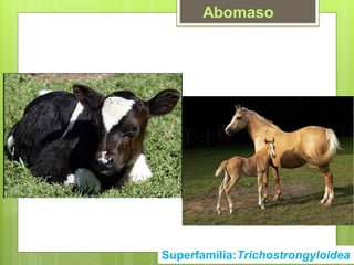 Superfamília:Trichostrongyloidea
Abomaso
 