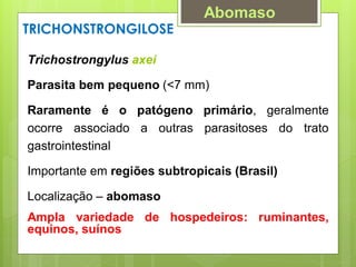 TRICHONSTRONGILOSE
Trichostrongylus axei
Parasita bem pequeno (<7 mm)
Raramente é o patógeno primário, geralmente
ocorre associado a outras parasitoses do trato
gastrointestinal
Importante em regiões subtropicais (Brasil)
Localização – abomaso
Ampla variedade de hospedeiros: ruminantes,
equinos, suínos
Abomaso
 