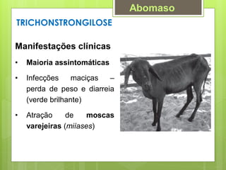 Manifestações clínicas
• Maioria assintomáticas
• Infecções maciças –
perda de peso e diarreia
(verde brilhante)
• Atração de moscas
varejeiras (miíases)
TRICHONSTRONGILOSE
Abomaso
 