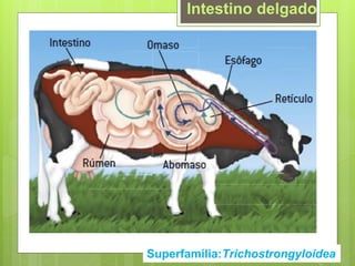 Superfamília:Trichostrongyloidea
Intestino delgado
 