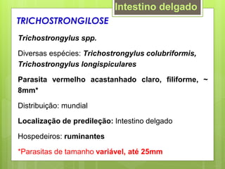 TRICHOSTRONGILOSE
Trichostrongylus spp.
Diversas espécies: Trichostrongylus colubriformis,
Trichostrongylus longispiculares
Parasita vermelho acastanhado claro, filiforme, ~
8mm*
Distribuição: mundial
Localização de predileção: Intestino delgado
Hospedeiros: ruminantes
*Parasitas de tamanho variável, até 25mm
Intestino delgado
 