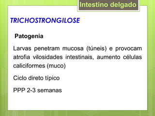 Patogenia
Larvas penetram mucosa (túneis) e provocam
atrofia vilosidades intestinais, aumento células
caliciformes (muco)
Ciclo direto típico
PPP 2-3 semanas
TRICHOSTRONGILOSE
Intestino delgado
 