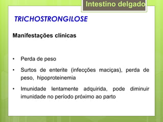 Manifestações clínicas
• Perda de peso
• Surtos de enterite (infecções maciças), perda de
peso, hipoproteinemia
• Imunidade lentamente adquirida, pode diminuir
imunidade no período próximo ao parto
TRICHOSTRONGILOSE
Intestino delgado
 