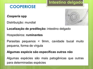 COOPERIOSE
Cooperia spp
Distribuição: mundial
Localização de predileção: intestino delgado
Hospedeiros: ruminantes
Parasitas pequenos < 9mm, cavidade bucal muito
pequena, forma de vírgula
Algumas espécie são específicas outras não
Algumas espécies são mais patogênicas que outras
para determinadas espécies
Intestino delgado
 