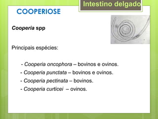 COOPERIOSE
Cooperia spp
Principais espécies:
- Cooperia oncophora – bovinos e ovinos.
- Cooperia punctata – bovinos e ovinos.
- Cooperia pectinata – bovinos.
- Cooperia curticei – ovinos.
Intestino delgado
 