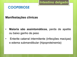 Manifestações clínicas
• Maioria são assintomáticos, perda de apetite
ou baixo ganho de peso
• Enterite catarral intermitente (infecções maciças)
e edema submandibular (hipoproteinemia)
COOPERIOSE
Intestino delgado
 