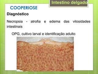 Diagnóstico
Necropsia - atrofia e edema das vilosidades
intestinais
OPG, cultivo larval e identificação adulto
COOPERIOSE
Intestino delgado
 