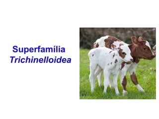 Superfamília
Trichinelloidea
 