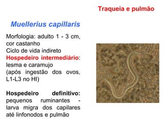 Muellerius capillaris
Morfologia: adulto 1 - 3 cm,
cor castanho
Ciclo de vida indireto
Hospedeiro intermediário:
lesma e caramujo
(após ingestão dos ovos,
L1-L3 no HI)
Hospedeiro definitivo:
pequenos ruminantes -
larva migra dos capilares
até linfonodos e pulmão
Traqueia e pulmão
 