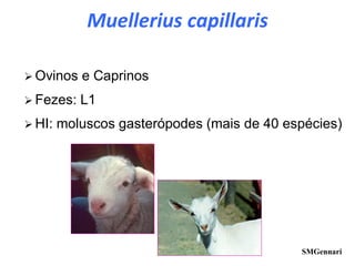 ➢ Ovinos e Caprinos
➢ Fezes: L1
➢ HI: moluscos gasterópodes (mais de 40 espécies)
SMGennari
Muellerius capillaris
 