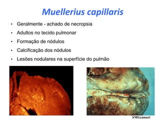 • Geralmente - achado de necropsia
• Adultos no tecido pulmonar
• Formação de nódulos
• Calcificação dos nódulos
• Lesões nodulares na superfície do pulmão
SMGennari
Muellerius capillaris
 