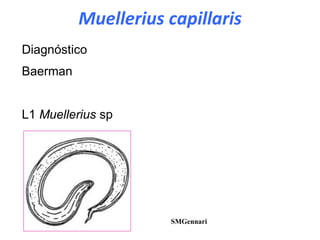 Diagnóstico
Baerman
L1 Muellerius sp
SMGennari
Muellerius capillaris
 