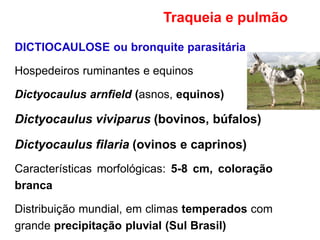 DICTIOCAULOSE ou bronquite parasitária
Hospedeiros ruminantes e equinos
Dictyocaulus arnfield (asnos, equinos)
Dictyocaulus viviparus (bovinos, búfalos)
Dictyocaulus filaria (ovinos e caprinos)
Características morfológicas: 5-8 cm, coloração
branca
Distribuição mundial, em climas temperados com
grande precipitação pluvial (Sul Brasil)
Traqueia e pulmão
 
