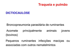 DICTIOCAULOSE
Broncopneumonia parasitária de ruminantes
Acomete principalmente animais jovens
(bovinos)
Pequenos ruminantes infecções maciças ou
associadas com outros nematelmintos
Traqueia e pulmão
 