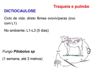 DICTIOCAULOSE
Ciclo de vida: direto fêmea ovovivíparas (ovo
com L1)
No ambiente: L1-L3 (5 dias)
Traqueia e pulmão
Fungo Pilobolus sp
(1 semana, até 3 metros)
 