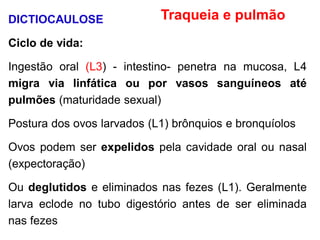 DICTIOCAULOSE
Ciclo de vida:
Ingestão oral (L3) - intestino- penetra na mucosa, L4
migra via linfática ou por vasos sanguíneos até
pulmões (maturidade sexual)
Postura dos ovos larvados (L1) brônquios e bronquíolos
Ovos podem ser expelidos pela cavidade oral ou nasal
(expectoração)
Ou deglutidos e eliminados nas fezes (L1). Geralmente
larva eclode no tubo digestório antes de ser eliminada
nas fezes
Traqueia e pulmão
 
