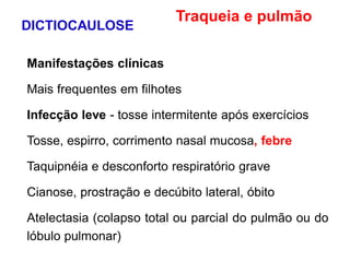 Manifestações clínicas
Mais frequentes em filhotes
Infecção leve - tosse intermitente após exercícios
Tosse, espirro, corrimento nasal mucosa, febre
Taquipnéia e desconforto respiratório grave
Cianose, prostração e decúbito lateral, óbito
Atelectasia (colapso total ou parcial do pulmão ou do
lóbulo pulmonar)
DICTIOCAULOSE
Traqueia e pulmão
 