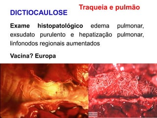 DICTIOCAULOSE
Exame histopatológico edema pulmonar,
exsudato purulento e hepatização pulmonar,
linfonodos regionais aumentados
Vacina? Europa
Traqueia e pulmão
 