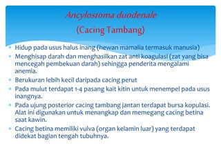  Hidup pada usus halus inang (hewan mamalia termasuk manusia)
 Menghisap darah dan menghasilkan zat anti koagulasi (zat yang bisa
mencegah pembekuan darah) sehingga penderita mengalami
anemia.
 Berukuran lebih kecil daripada cacing perut
 Pada mulut terdapat 1-4 pasang kait kitin untuk menempel pada usus
inangnya.
 Pada ujung posterior cacing tambang jantan terdapat bursa kopulasi.
Alat ini digunakan untuk menangkap dan memegang cacing betina
saat kawin.
 Cacing betina memiliki vulva (organ kelamin luar) yang terdapat
didekat bagian tengah tubuhnya.
Ancylostomaduodenale
(Cacing Tambang)
 