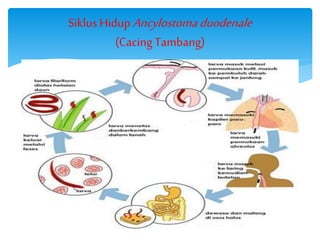 SiklusHidupAncylostomaduodenale
(Cacing Tambang)
 