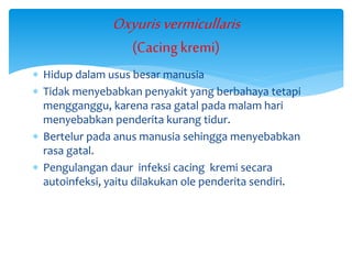  Hidup dalam usus besar manusia
 Tidak menyebabkan penyakit yang berbahaya tetapi
mengganggu, karena rasa gatal pada malam hari
menyebabkan penderita kurang tidur.
 Bertelur pada anus manusia sehingga menyebabkan
rasa gatal.
 Pengulangan daur infeksi cacing kremi secara
autoinfeksi, yaitu dilakukan ole penderita sendiri.
Oxyurisvermicullaris
(Cacing kremi)
 
