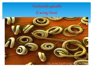 Trichinellaspirallis
(Cacing Otot)
 