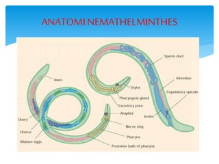 ANATOMINEMATHELMINTHES
 