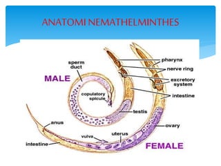 ANATOMINEMATHELMINTHES
 