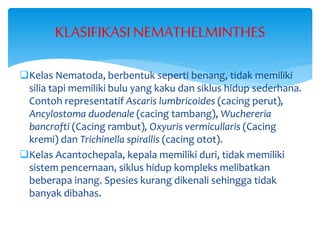 Kelas Nematoda, berbentuk seperti benang, tidak memiliki
silia tapi memiliki bulu yang kaku dan siklus hidup sederhana.
Contoh representatif Ascaris lumbricoides (cacing perut),
Ancylostoma duodenale (cacing tambang), Wuchereria
bancrofti (Cacing rambut), Oxyuris vermicullaris (Cacing
kremi) dan Trichinella spirallis (cacing otot).
Kelas Acantochepala, kepala memiliki duri, tidak memiliki
sistem pencernaan, siklus hidup kompleks melibatkan
beberapa inang. Spesies kurang dikenali sehingga tidak
banyak dibahas.
KLASIFIKASINEMATHELMINTHES
 