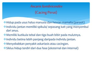 Hidup pada usus halus manusia dan hewan mamalia (parasit)
Individu jantan memiliki spikula/ sepasang kait yang menyembul
dari anus.
Memiliki kutikula tebal dan tiga buah bibir pada mulutnya.
Individu betina lebih panjang daripada individu jantan.
Menyebabkan penyakit askariasis atau cacingan.
Siklus hidup terdiri dari dua fase (eksternal dan internal)
Ascaris lumbricoides
(Cacing Perut)
 