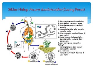 SiklusHidupAscaris lumbricoides(Cacing Perut)
 
